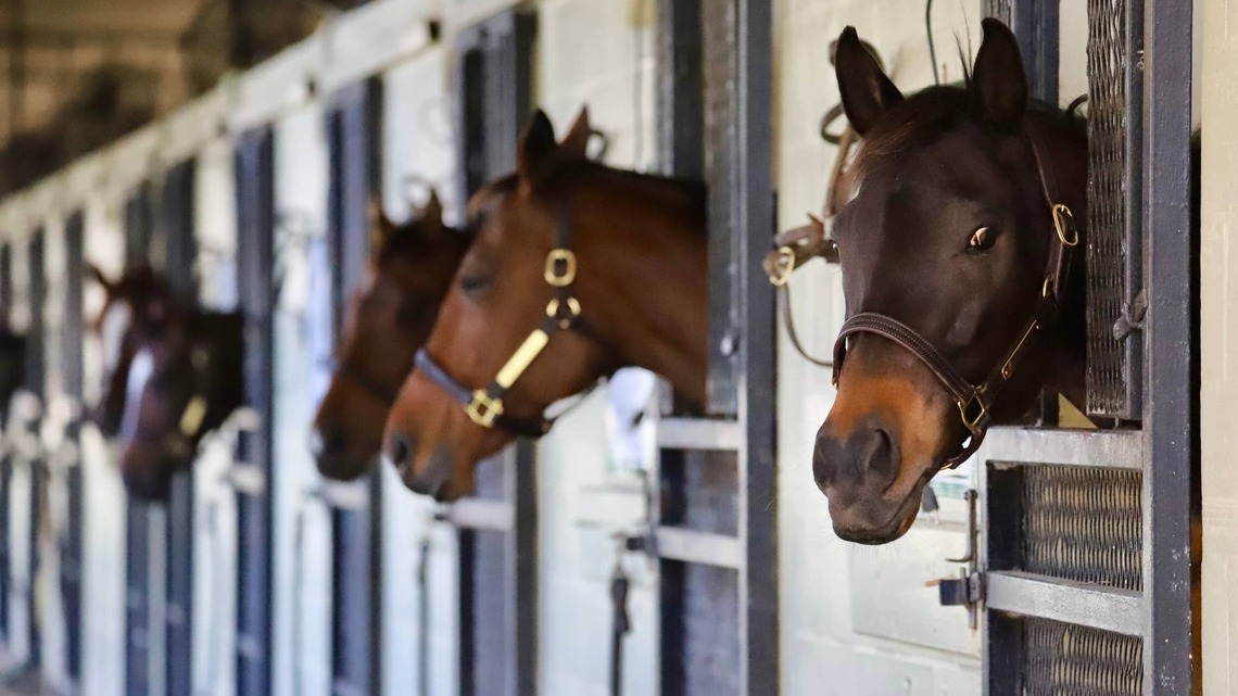 OwnerView Webinar Highlights Importance Of Planning For Thoroughbred Retirement, Aftercare 