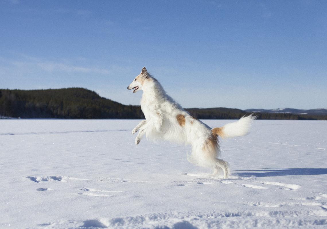  A Borzoi playing in the snow. 