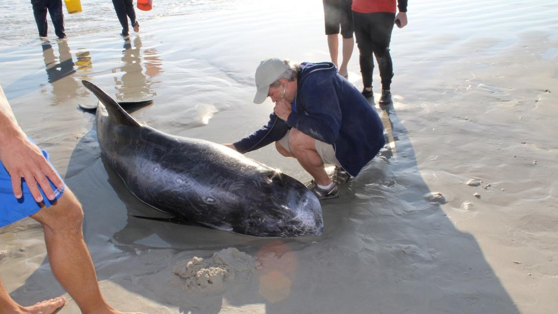 Dozens of Dolphins Found Dead on Florida Beaches as Scientists Race for Answers 