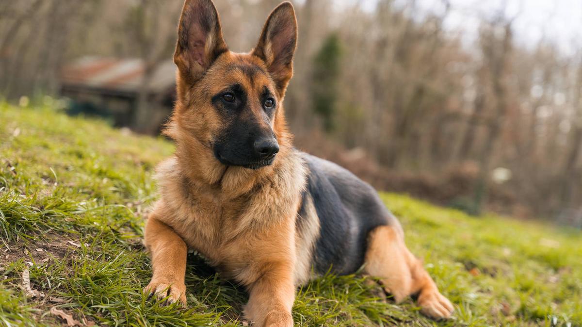 Young German Shepherd dog lying down on the grass.