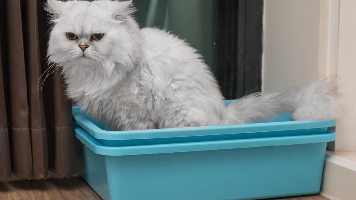 Lesure's Self-Cleaning Litter Box Simplifies Busy Cat Care 