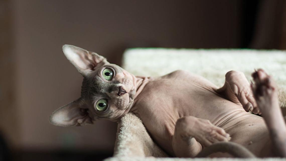 Sphynx Cat Turns Home Heat up to 90 Degrees: ‘He Yearns for the Sahara' 