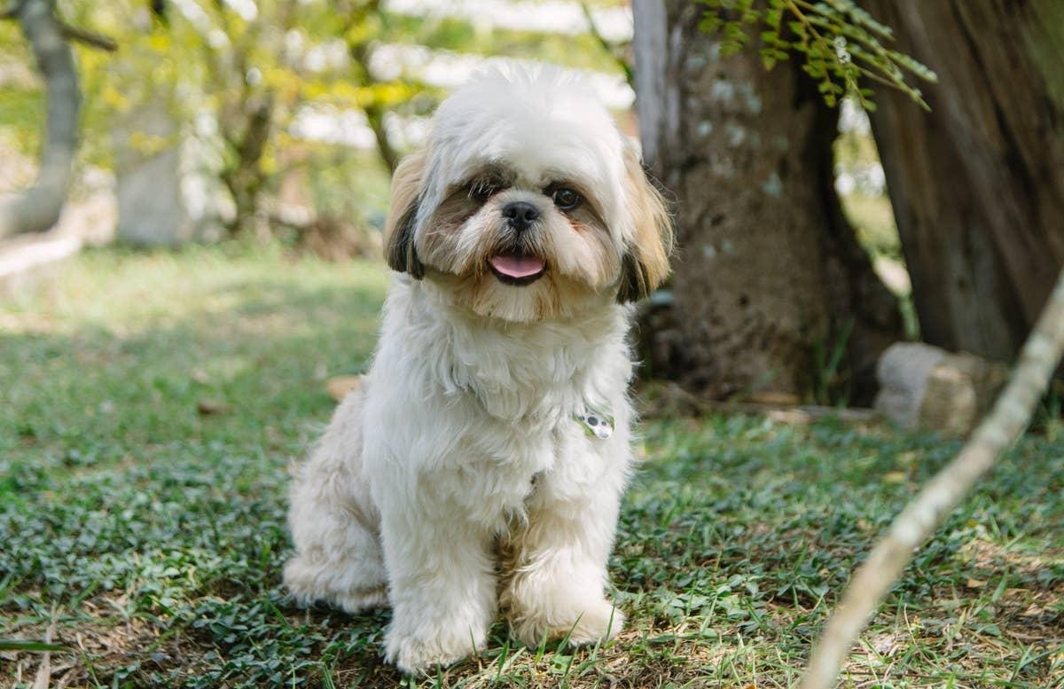  A fluffy dog that looks like an Ewok in the woods.