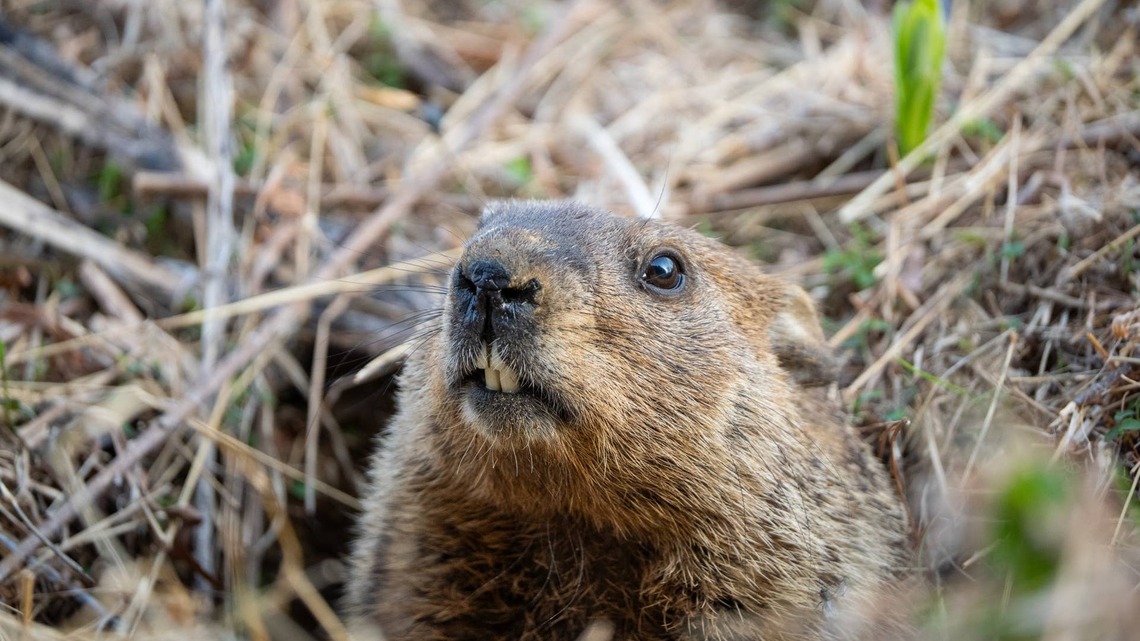 Woman Frees Groundhog With a Can Stuck on His Head-He Doesn't Even Say Thanks 