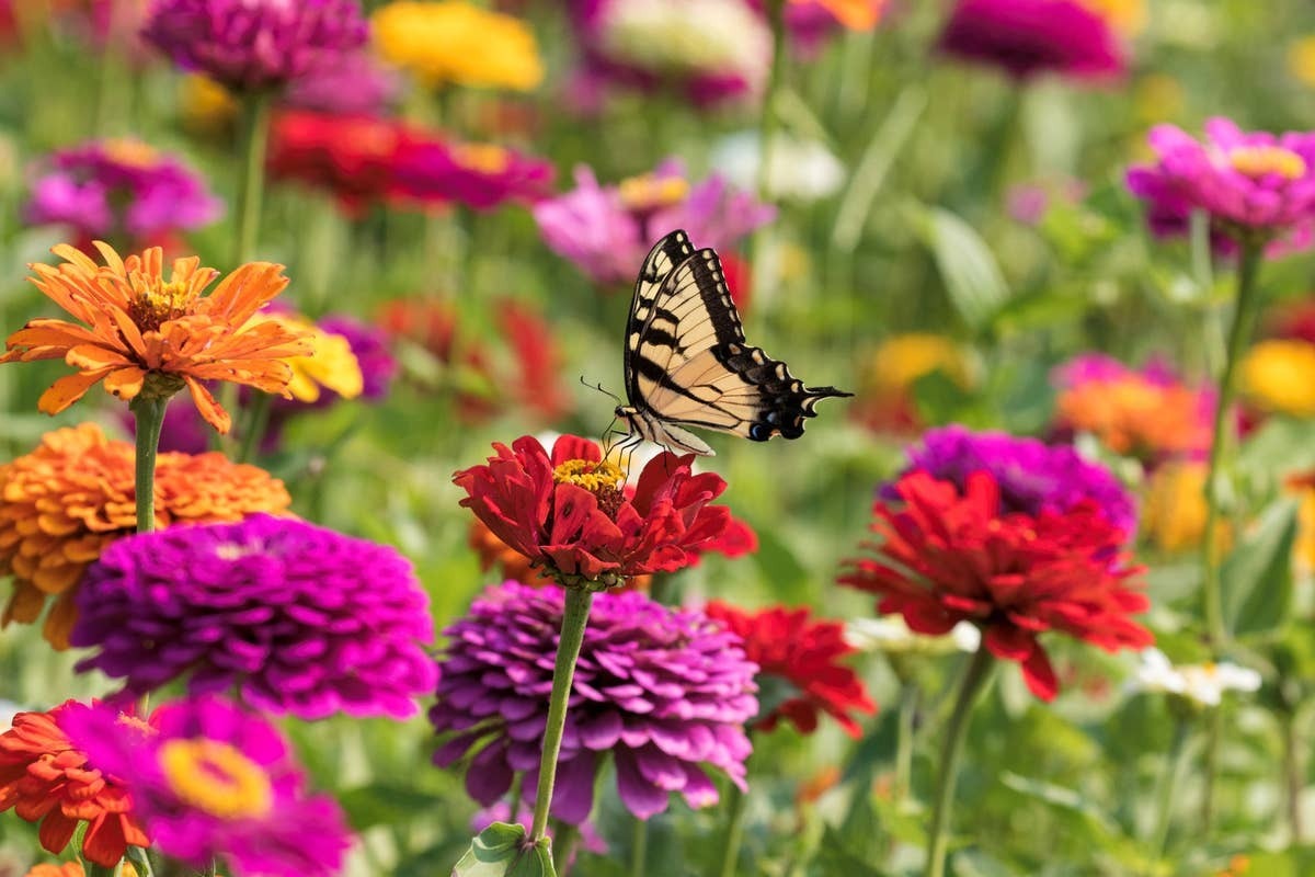  A butterfly sighting can feel like more than just a beautiful moment in nature.