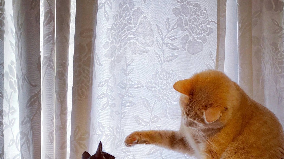 Cat's Greeting for New Kitten Looks Like an 'SNL' Sketch 