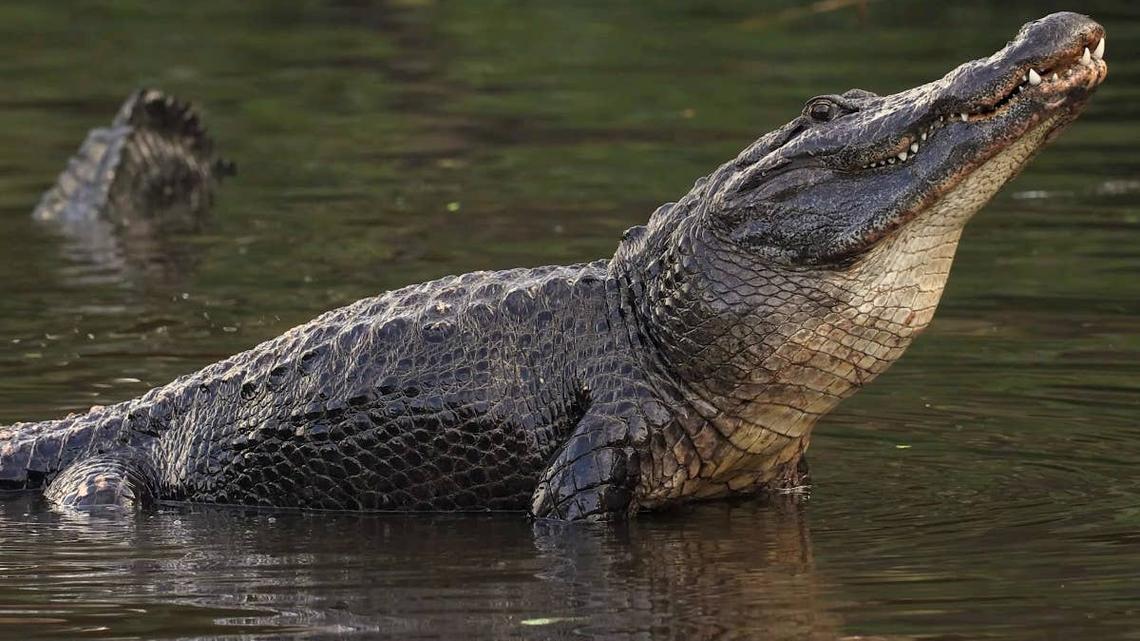 7 Alligator Hotspots in Texas 