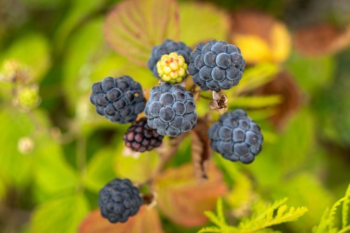  (Photo by Raul Ling via Pexels) 
