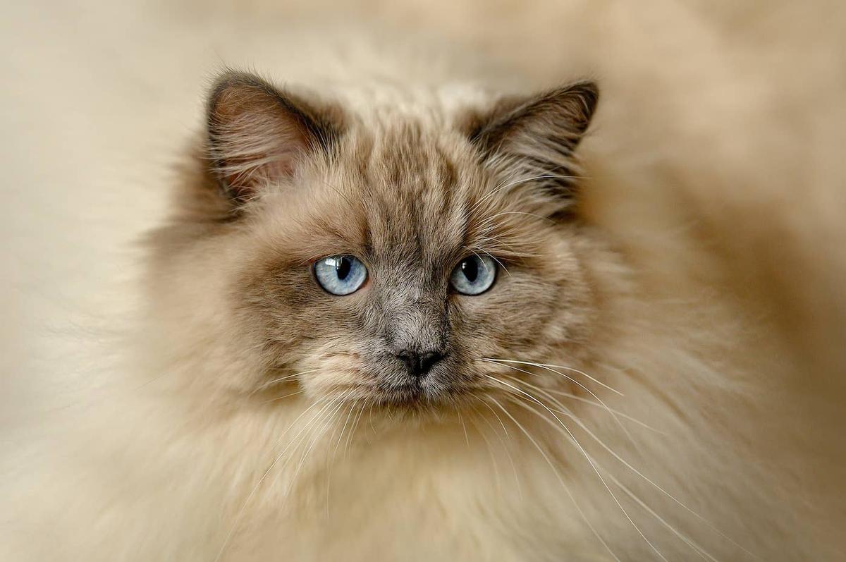  Ragdoll cat with fluff all around him. 
