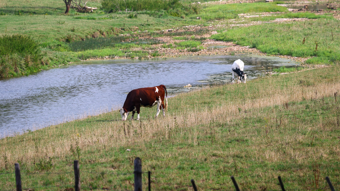 Explainer-What is Shamonda virus and what are the risks to humans and animals? 