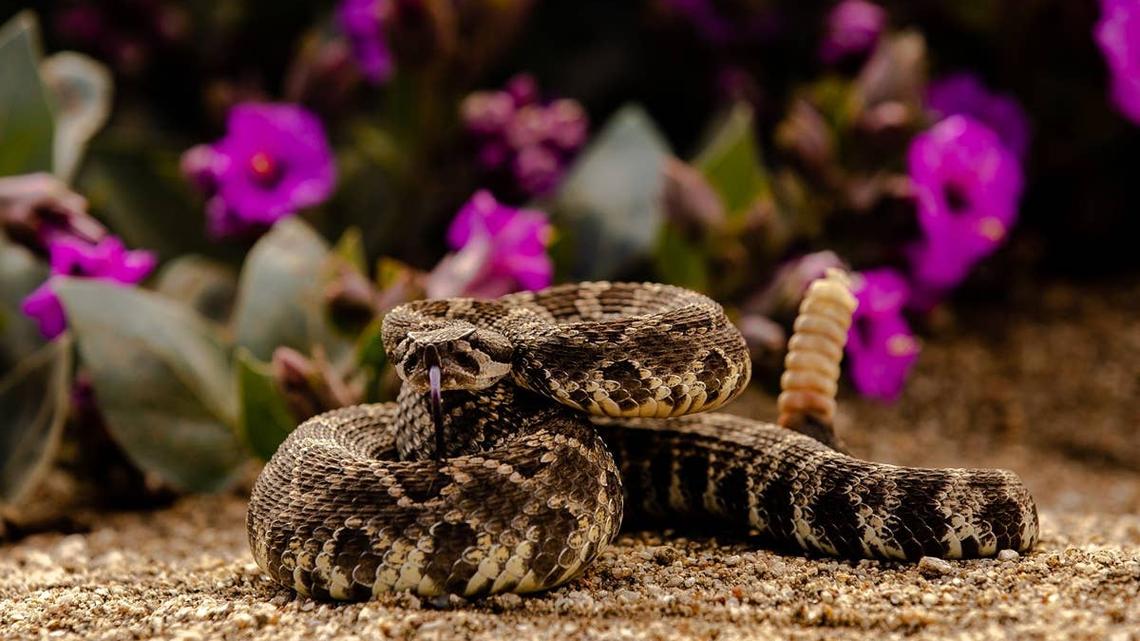 A rattlesnake near a trail in Oregon.