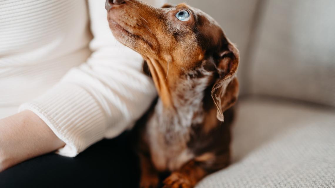 This Dachshund Has One Rule About Mealtime and Dad Has No Choice but to Respect It 