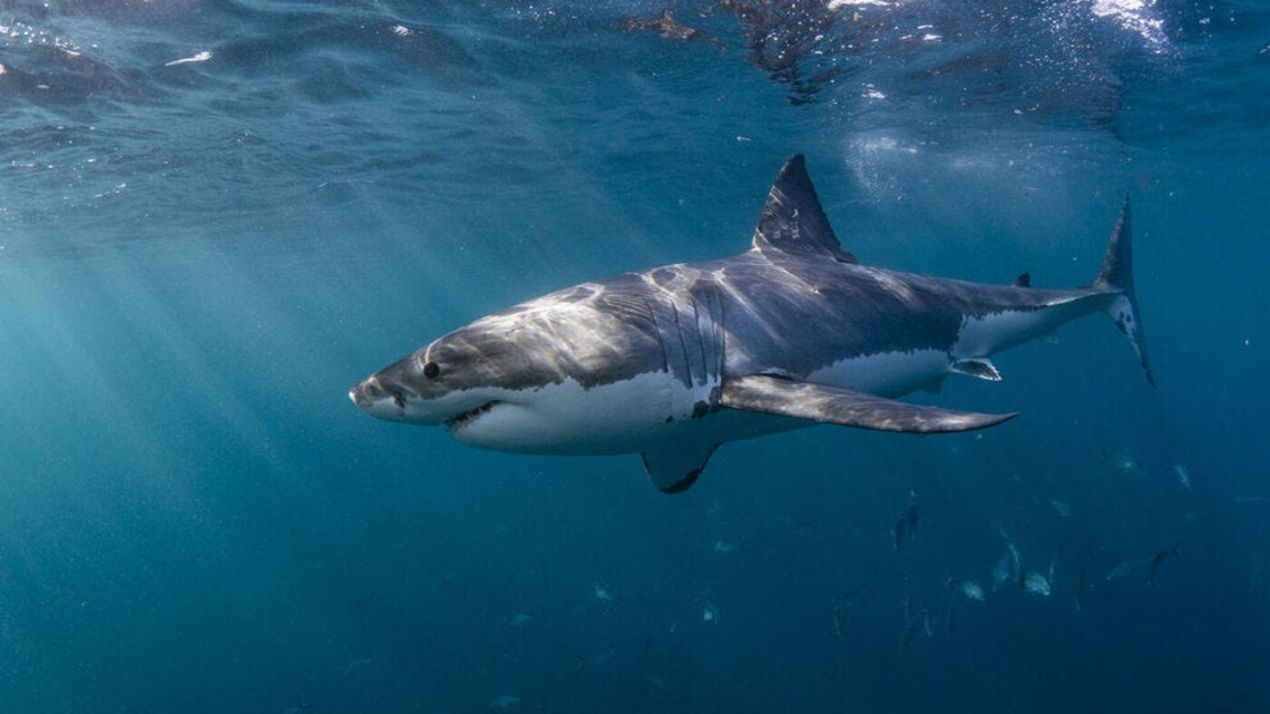 'Like a scene off Jaws.' Shark kills swimmer at busy beach 