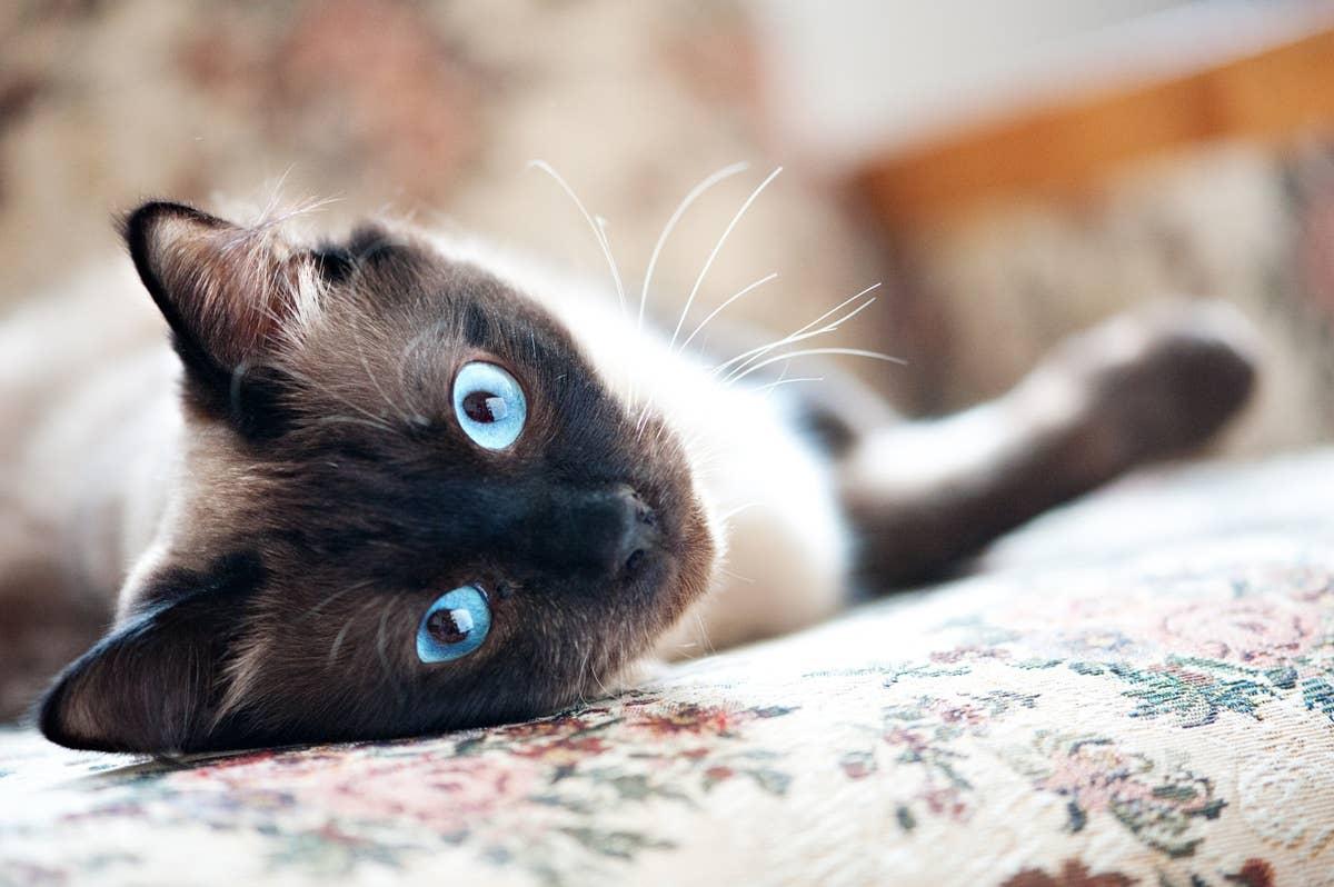  This devoted breed forms strong bonds and loves staying close to its humans.
