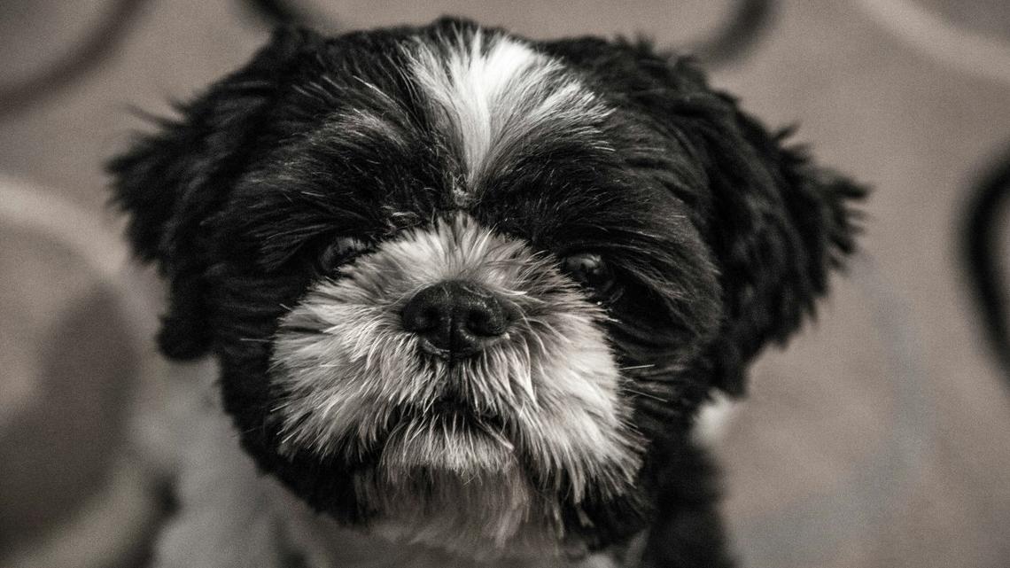 Foster Shih-Tzu Plays With Toy for Very First Time and We're Crying