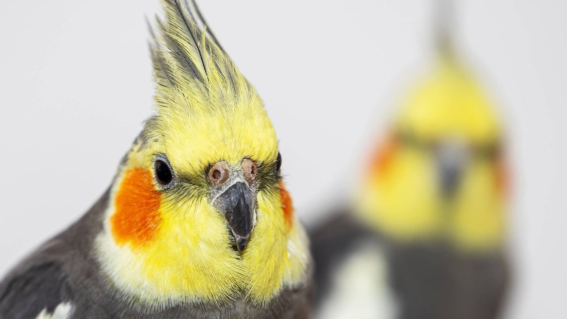 Cockatiel Copies His Mom's Toothbrush During Her Morning Routine