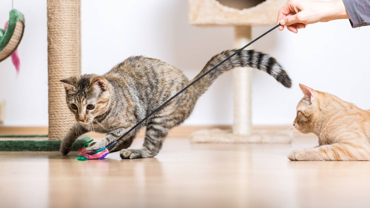 A cat playing with a toy.