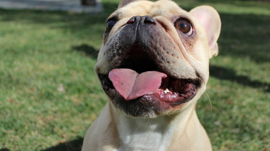 French Bulldog Puppy Named After Dolly Parton Dresses Up in Adorable Tribute to Her Namesake 