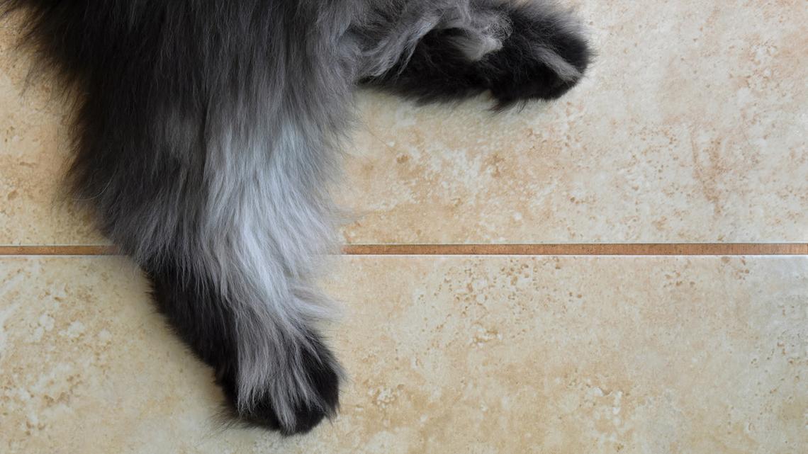 Persian Cat With Rare 'Werewolf Syndrome' Deserves a Spot on 'The Muppets' 