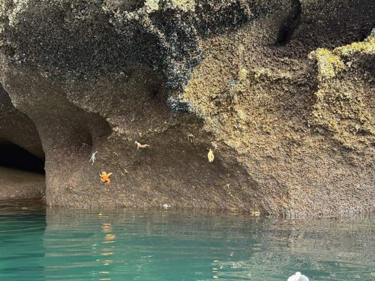  Paddling around Morris Reef, we saw numerous starfish below the surface and clinging to sea cave walls. Photo credit: Mimi Slawoff 