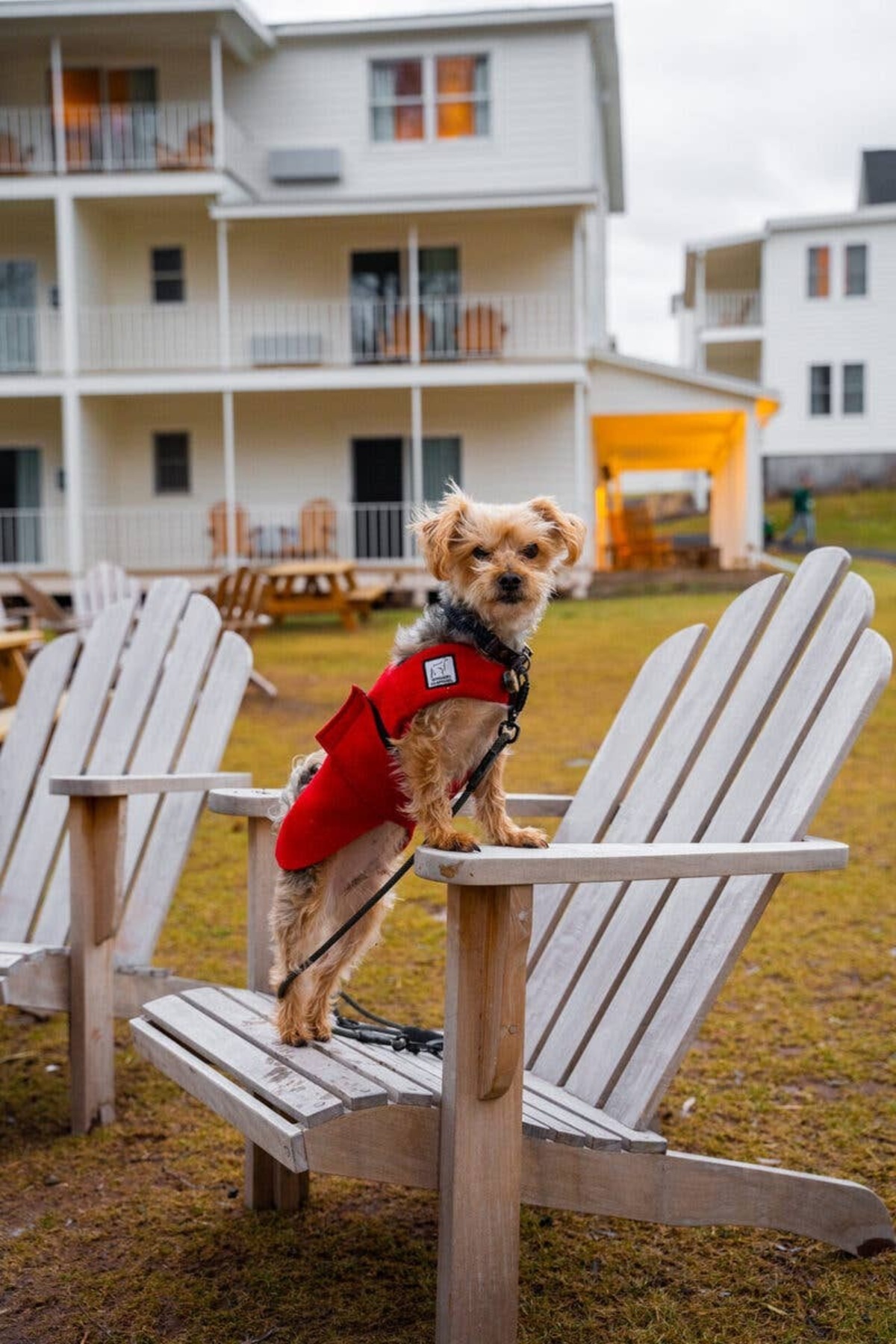  Dog at Wylder Wyndham Hotel.