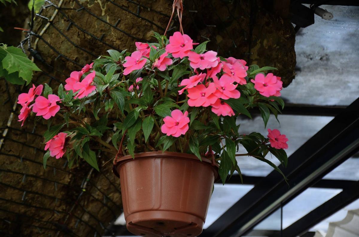  Impatiens walleriana.