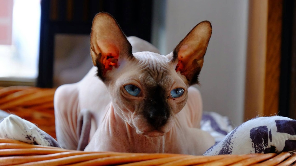 Dachshund Helps Hairless Cat ‘Get His Back' Because Teamwork Makes the Dream Work 