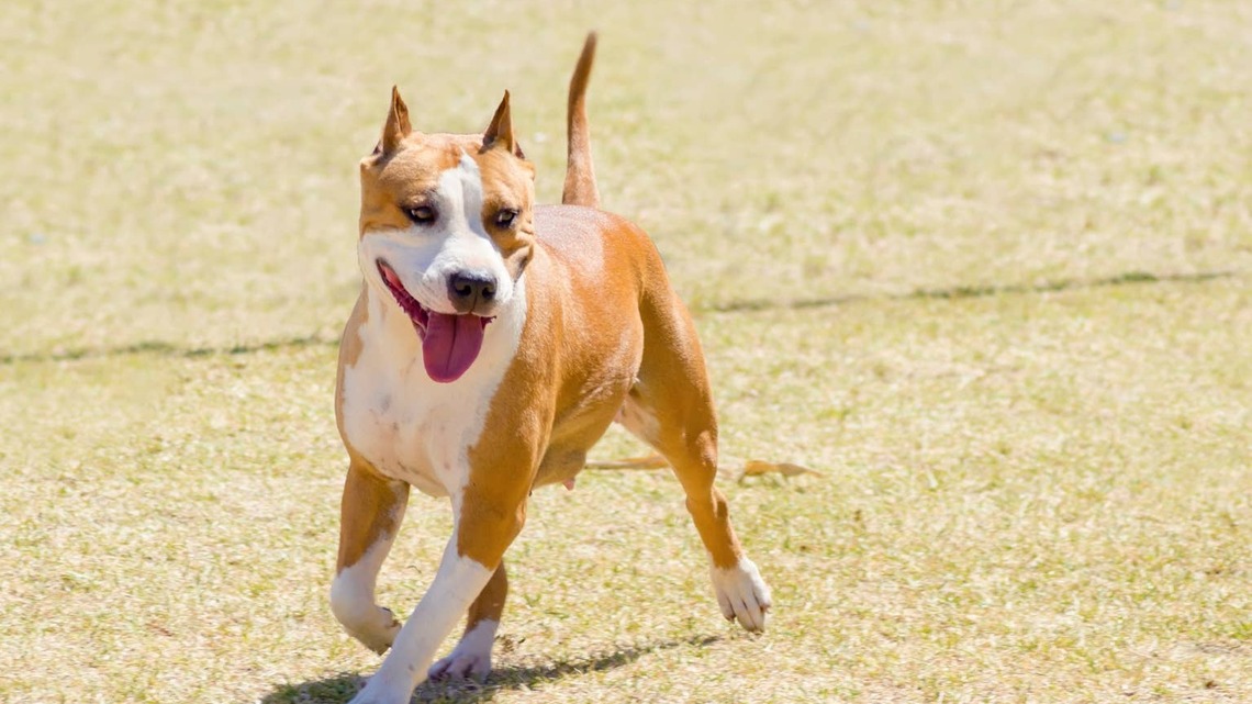 Senior Pit Bull No One Wanted at the Shelter Gets Pulled by Another Rescue After One Video Goes Viral 