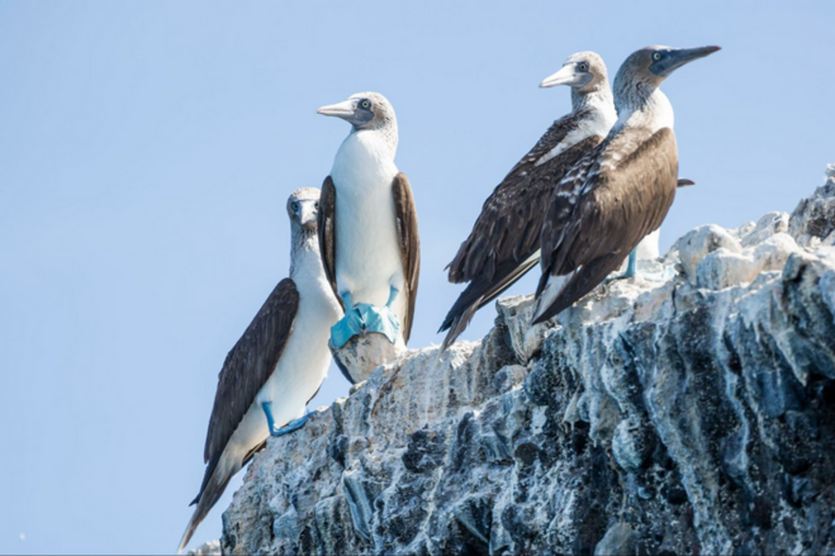 Blue-footed boobies delight with their bright tootsies. Photo Credit: Colin Ruggiero