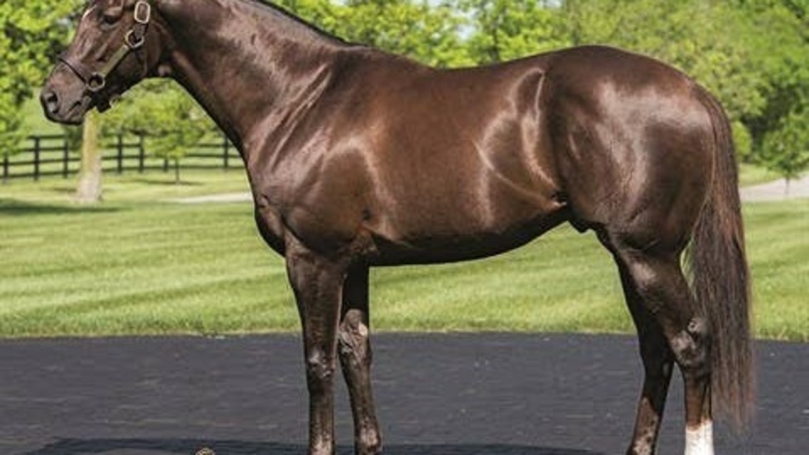 Classic Sire Daredevil Dies In Turkey At Age 14 