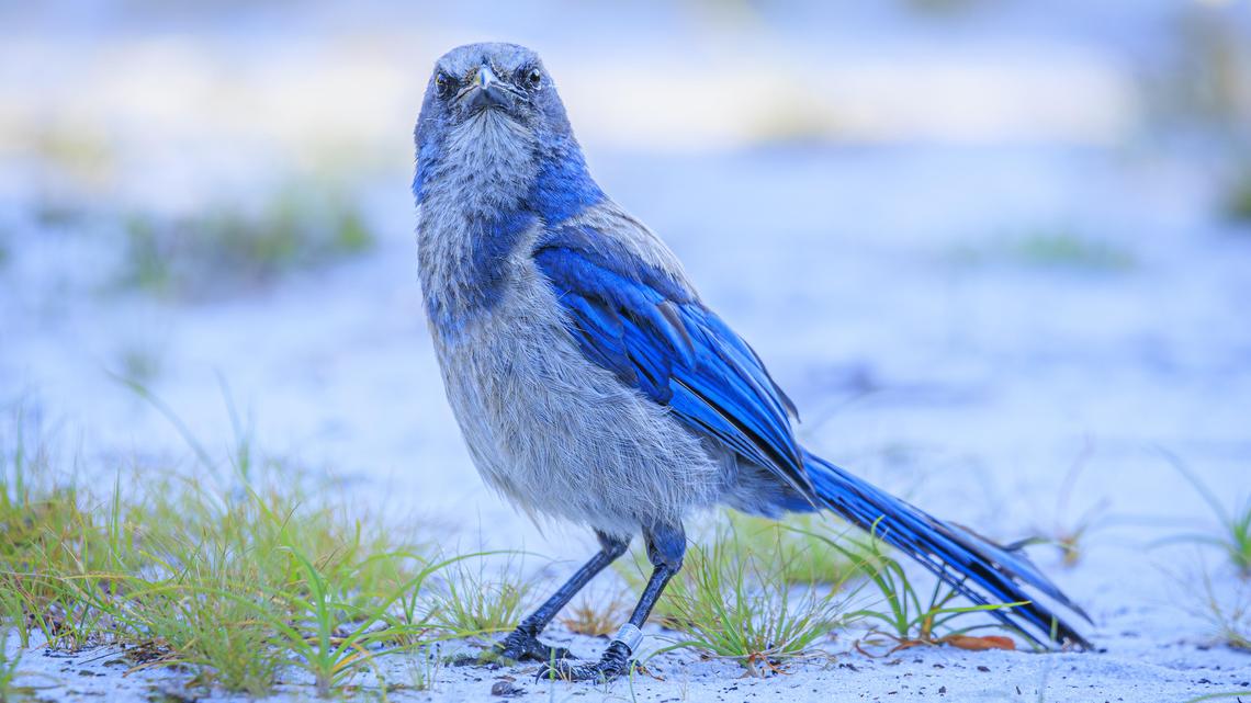 Maxwell: Florida scrub-jay may lose protected status if aspiring homebuilder gets his way 