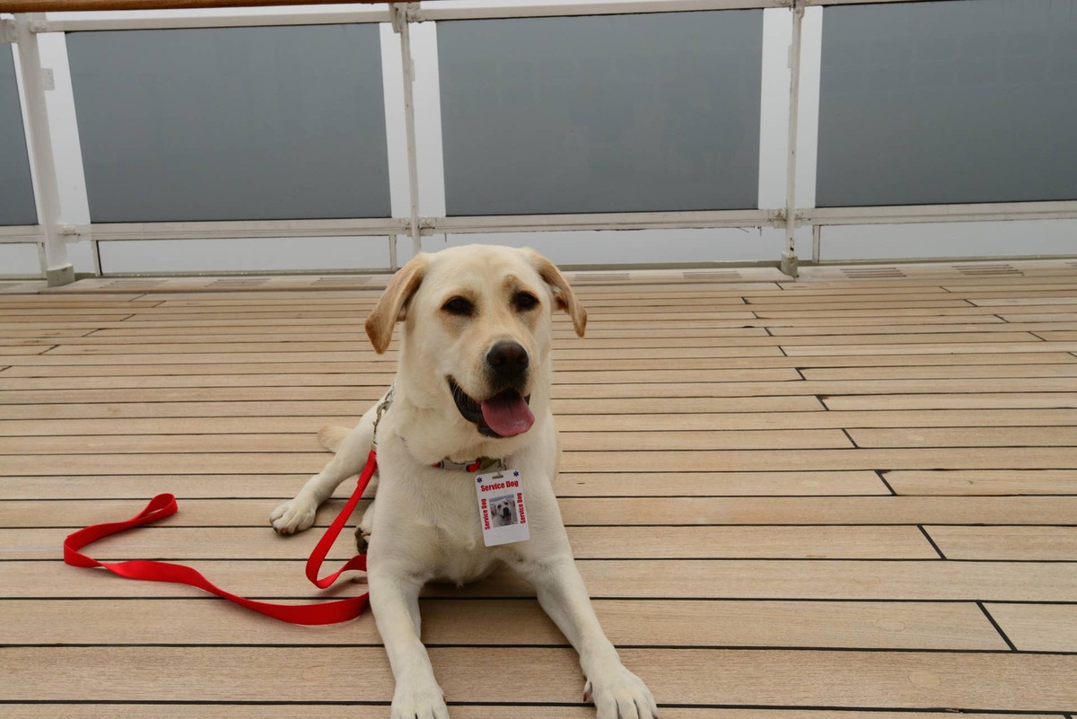 Most cruise lines only permit passengers to sail with working service dogs individually trained to perform tasks for an individual with a disability. 