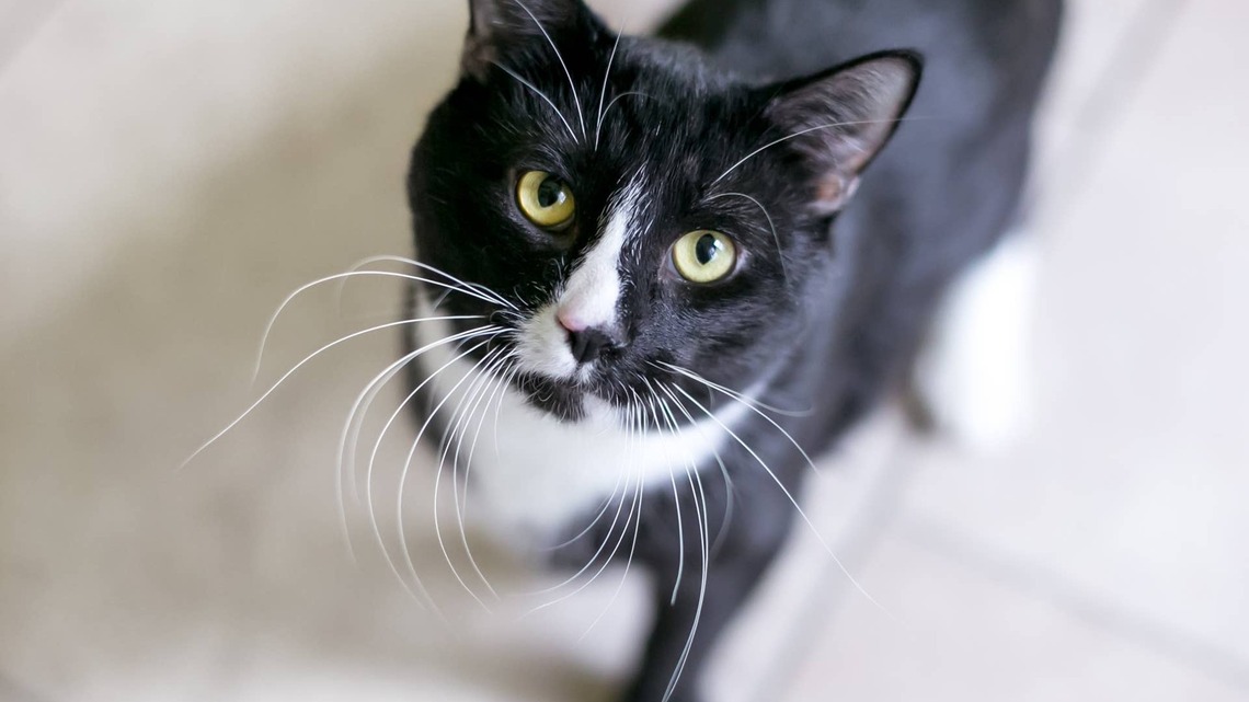 Tuxedo Cat Begs To 'Come Home' With New Family, and We're All Crying 