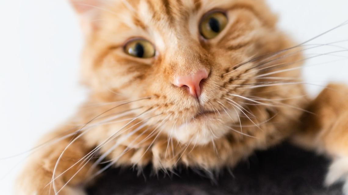 Orange Maine Coon Cat Gets Head Stuck in Box and It's Pure Doofus Energy 