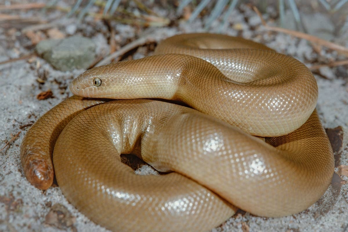  Wetland habitats along Oregon waterways often attract snakes.