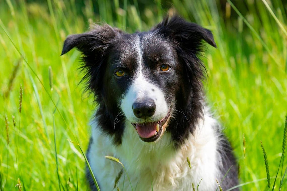  A medium-sized dog with a cute black and white face. 