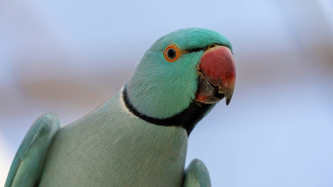 This Parrot's Morning Affirmations Are Better Than Yours 