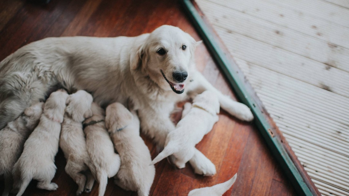 ‘World's Proudest' Golden Retriever Can't Stop Bringing Dad Her Puppies 