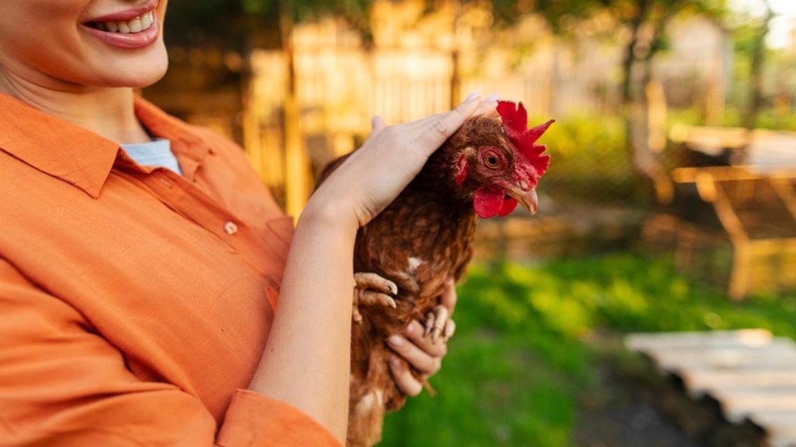 When a Chicken Gets a Pup Cup, Everything Feels Possible 
