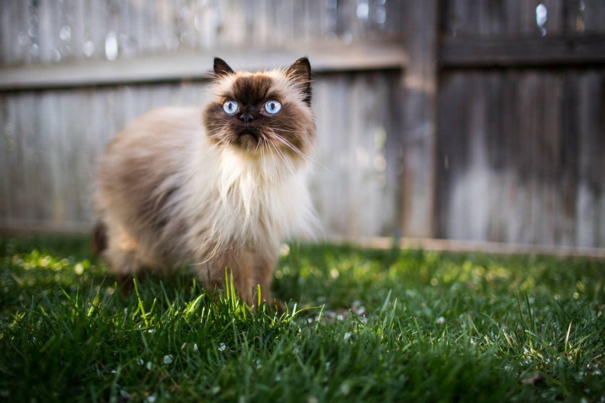  A Himalayan cat with piercing blue eyes.