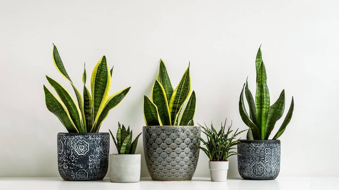 The Best Houseplants for People Who Barely Have Energy to Water Themselves 