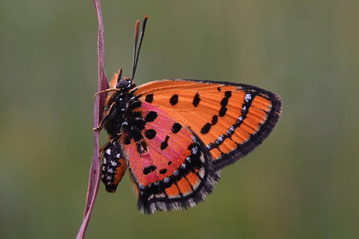 A new species of an adult butterfly, discovered during a scientific expedition to Angola's remote Lisima plateau, is pictured in this handout image obtained by Reuters on June 3, 2026. The Wilderness Project/Handout via REUTERS
