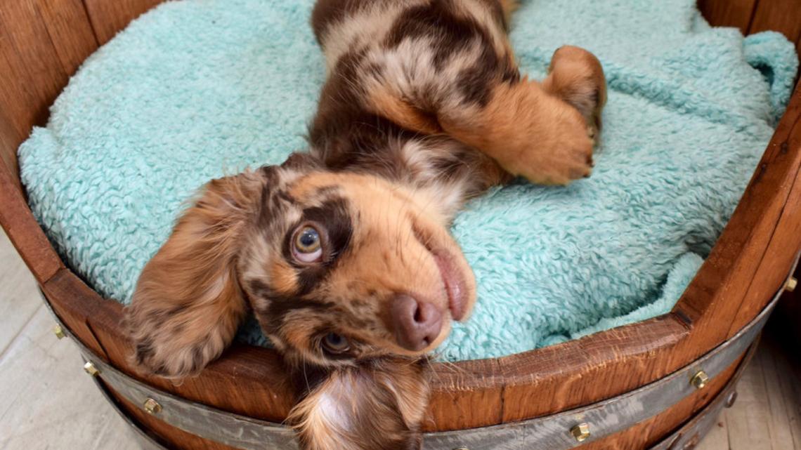 Mini Dachshund and Her Mom Have the Cutest Morning Coffee Routine 