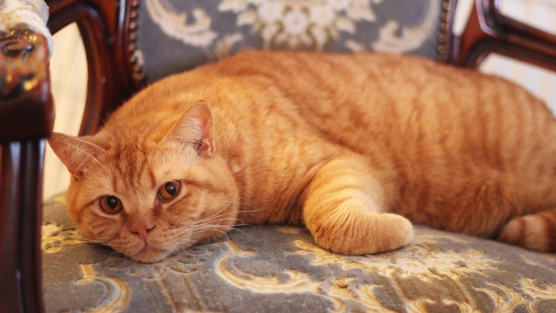 Sleepy British Shorthair Cat Somehow Transforms Into a Different Animal With Every Nap 