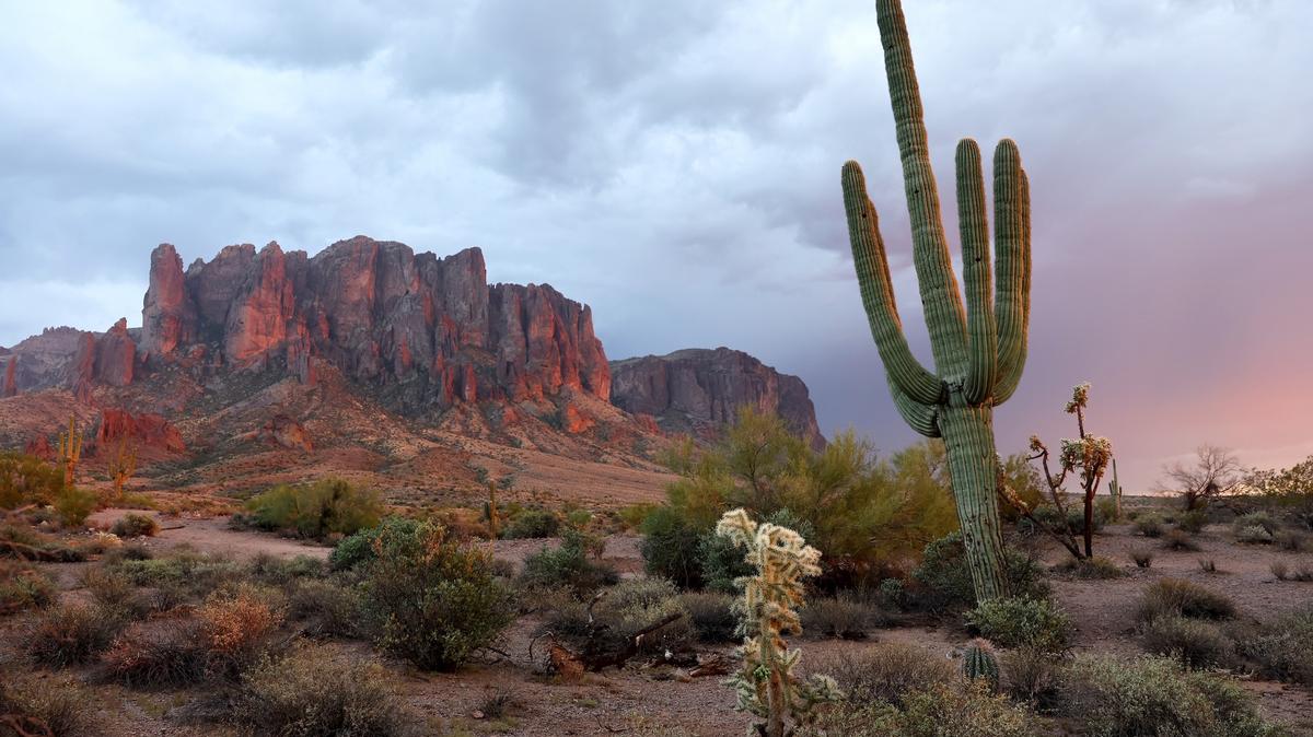 APACHE JUNCTION, ARIZONA - OCTOBER 08:  A saguaro cactus stands in the Sonoran Desert on October 8, 2022 near Apache Junction, Arizona. The saguaro is the largest cactus in the nation and an iconic symbol of the American Southwest. The cacti are threatened by a number of issues linked to climate change including an increased risk of wildfires kindled by invasive grasses. Scientists monitoring Arizona’s Saguaro National Park have observed a heightened mortality rate in young saguaros amid increased temperatures, inconsistent monsoon rains and long-term drought. The giant cactus is a unique keystone species to the Sonoran Desert with saguaros living as long as 150-200 years and reaching heights of over 50 feet. (Photo by Mario Tama/Getty Images)