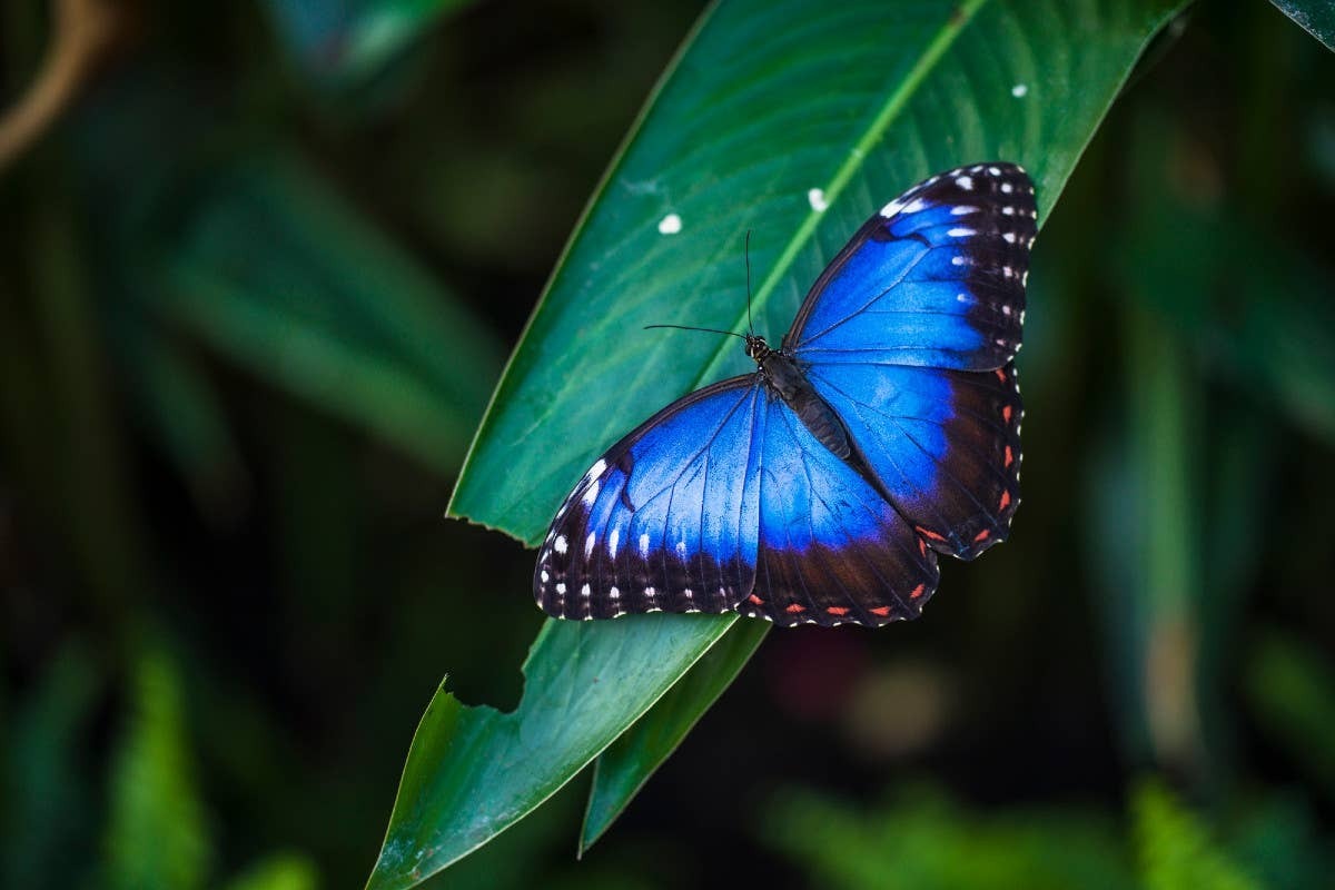  Across cultures, butterflies are widely associated with transformation.