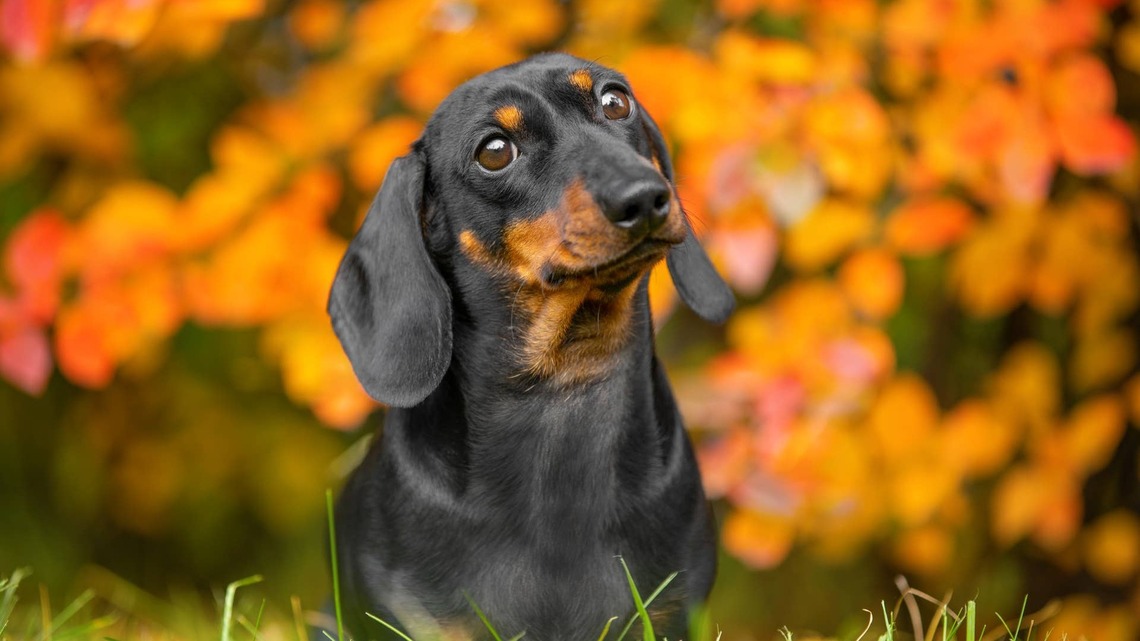 Dachshund in a Wheelchair Steals Hearts While Running in Washington State 'Wiener Dog Race' 