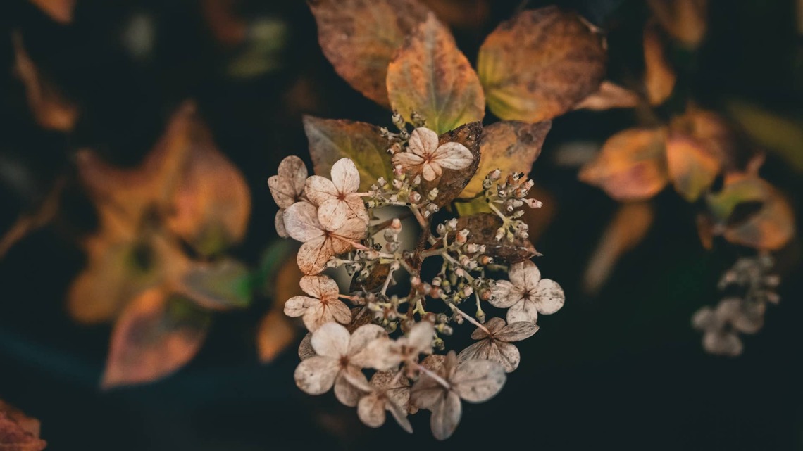 Should You Fertilize Hydrangeas in Fall? Here's When to Put the Fertilizer Away 