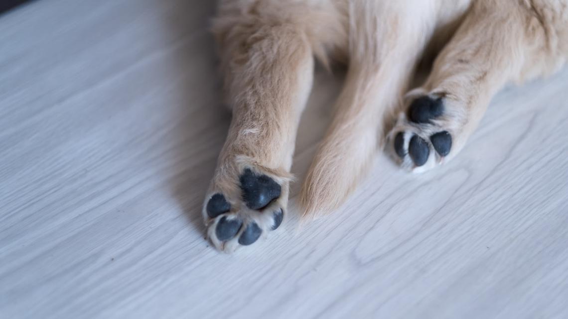 Golden Retriever Puppy Looks Like a 'Real-Life Polar Bear' and We Can't Unsee It 