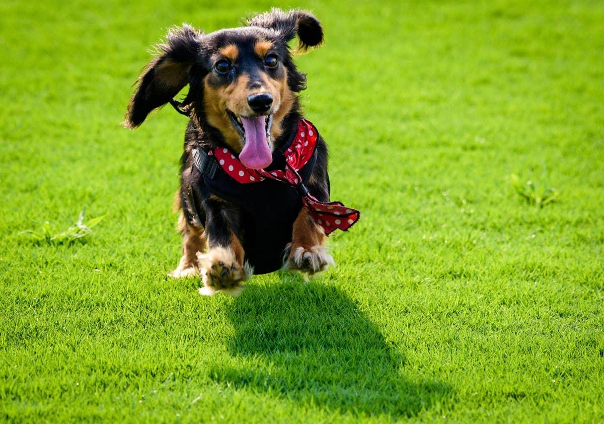 A loud and active dog breed needs lots of exercise.